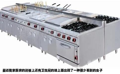 最近我家厨房的剁板上还有卫生间的墙上面出现了一种很少看到的虫子